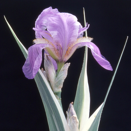 IRIS pallida 'Argentea Variegata' IRIS pallida 'Argentea Variegata'