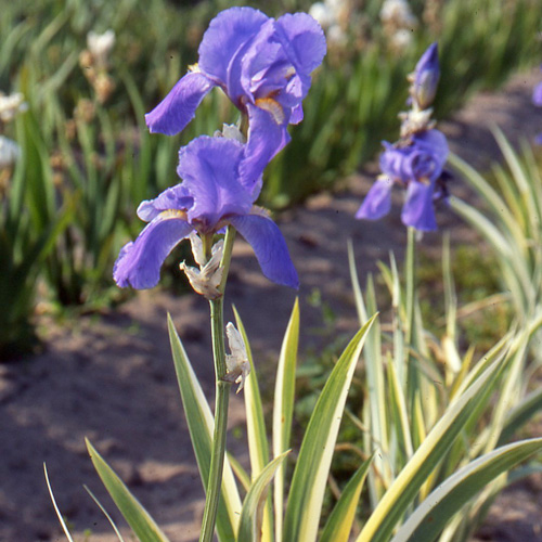 IRIS pallida 'Variegata' IRIS pallida 'Variegata'