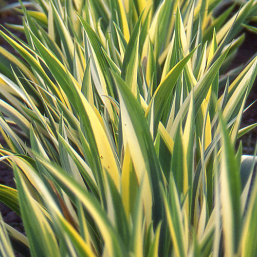 IRIS pallida 'Variegata' IRIS pallida 'Variegata'