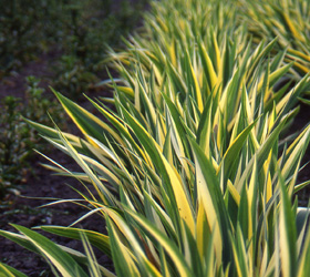 IRIS pallida 'Variegata' IRIS pallida 'Variegata'