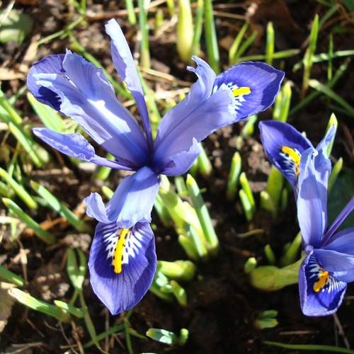 IRIS reticulata (lot de 10) IRIS reticulata (lot de 10)