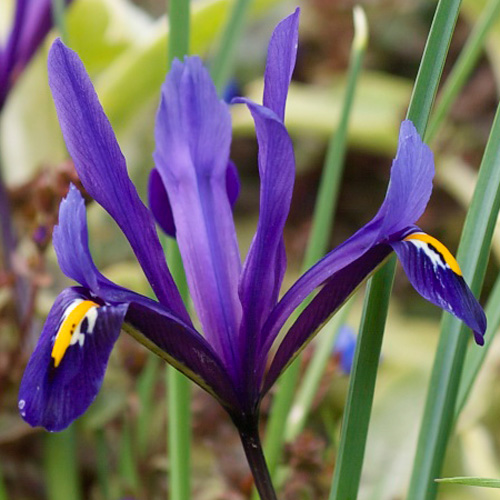 IRIS reticulata (lot de 10) IRIS reticulata (lot de 10)