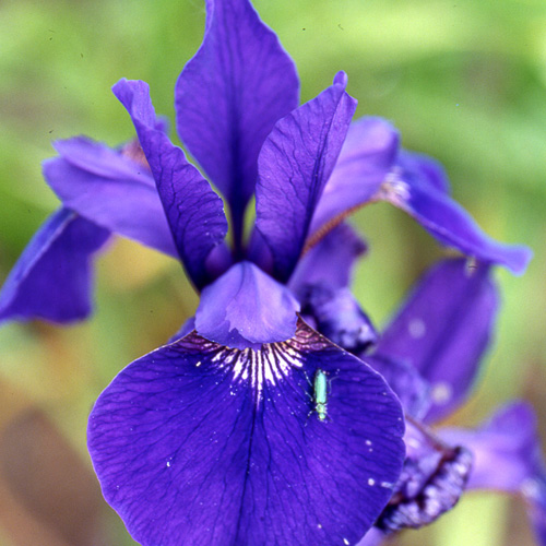 IRIS sibirica 'Caesar's Brother' IRIS sibirica 'Caesar's Brother'
