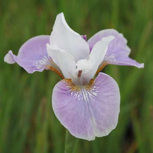 IRIS sibirica 'Dance Ballerina Dance' IRIS sibirica 'Dance Ballerina Dance'