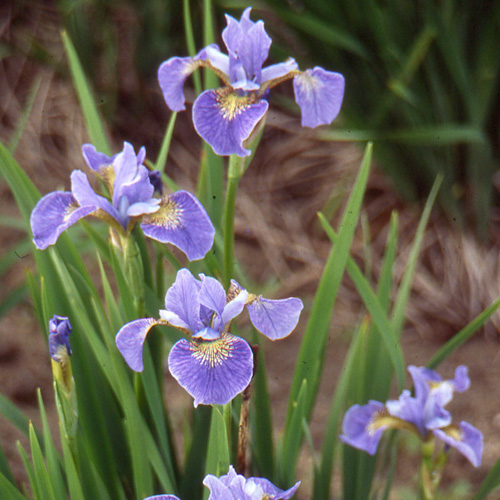 IRIS sibirica 'Mountain Lake' IRIS sibirica 'Mountain Lake'