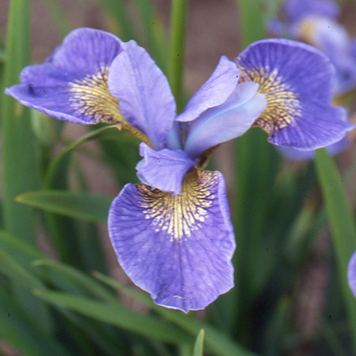 IRIS sibirica 'Mountain Lake' IRIS sibirica 'Mountain Lake'