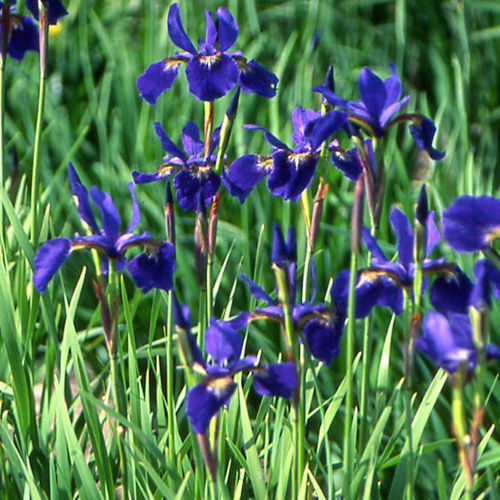 IRIS sibirica 'Seven Seas' IRIS sibirica 'Seven Seas'