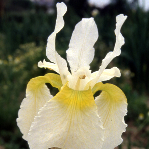 IRIS sibirica 'Snow Crest' IRIS sibirica 'Snow Crest'