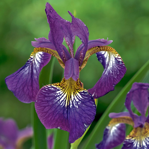 IRIS sibirica 'Sparkling Rose' IRIS sibirica 'Sparkling Rose'