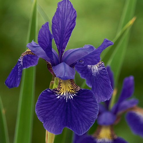 IRIS sibirica 'Tycoon' IRIS sibirica 'Tycoon'