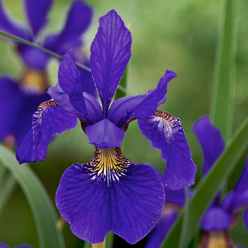 IRIS sibirica 'Tycoon' IRIS sibirica 'Tycoon'