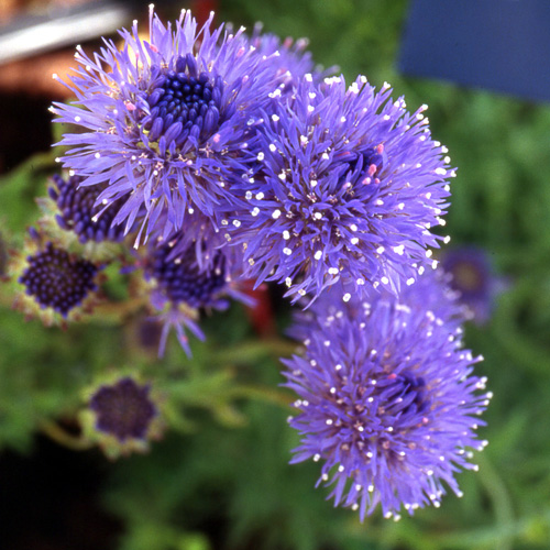 JASIONE laevis JASIONE laevis