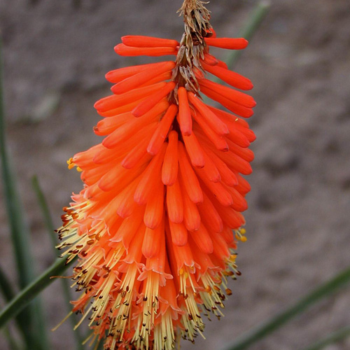 KNIPHOFIA 'Alcazar' KNIPHOFIA 'Alcazar'