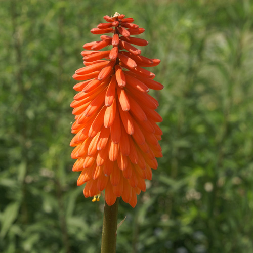 KNIPHOFIA 'Alcazar' KNIPHOFIA 'Alcazar'