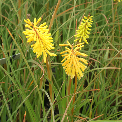 KNIPHOFIA 'Bressingham Yellow' KNIPHOFIA 'Bressingham Yellow'