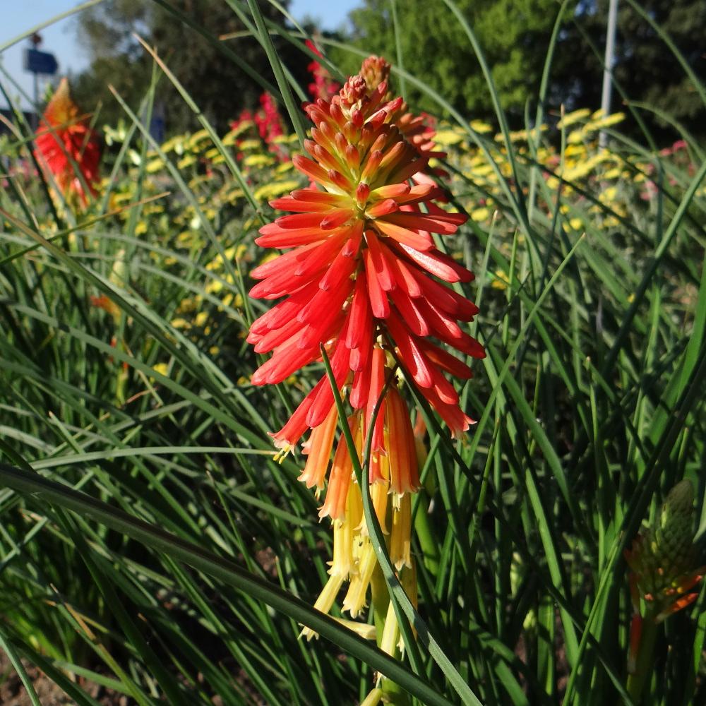 KNIPHOFIA 'Creamsicle' ® KNIPHOFIA 'Creamsicle' ®