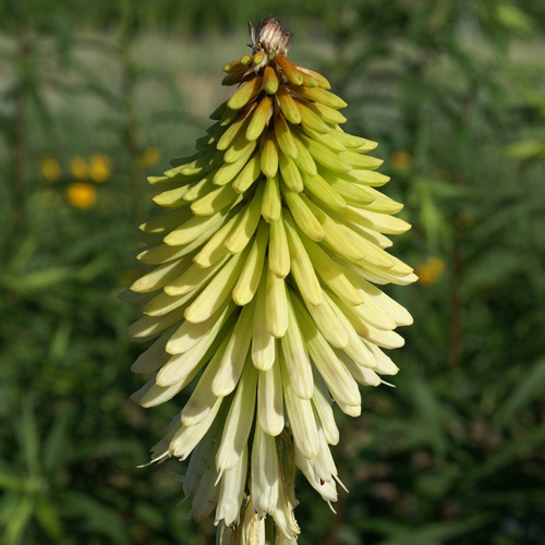 KNIPHOFIA 'Ice Queen' KNIPHOFIA 'Ice Queen'