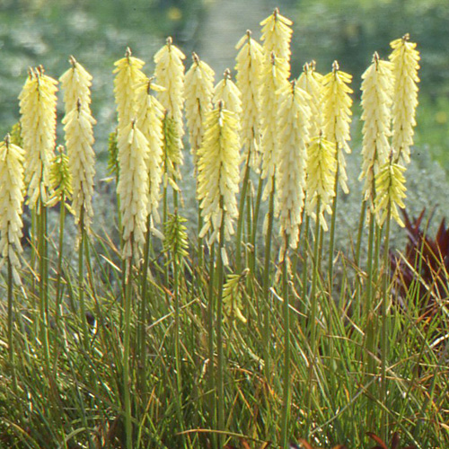 KNIPHOFIA 'Little Maid' KNIPHOFIA 'Little Maid'
