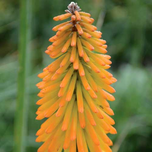 KNIPHOFIA 'Mango Popsicle' ® KNIPHOFIA 'Mango Popsicle' ®