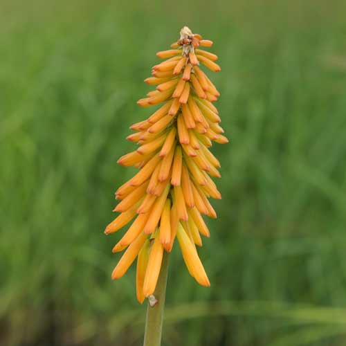 KNIPHOFIA 'Mango Popsicle' ® KNIPHOFIA 'Mango Popsicle' ®
