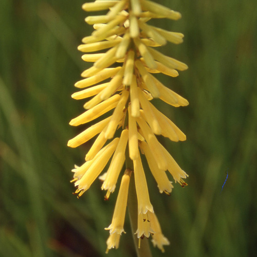 KNIPHOFIA 'Vanilla' KNIPHOFIA 'Vanilla'