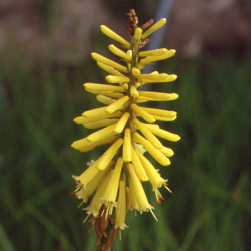 KNIPHOFIA 'Vanilla' KNIPHOFIA 'Vanilla'