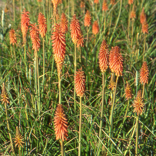 KNIPHOFIA 'Vincent Lepage' KNIPHOFIA 'Vincent Lepage'