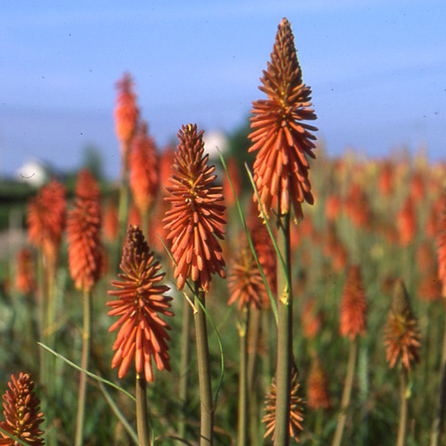 KNIPHOFIA 'Vincent Lepage' KNIPHOFIA 'Vincent Lepage'