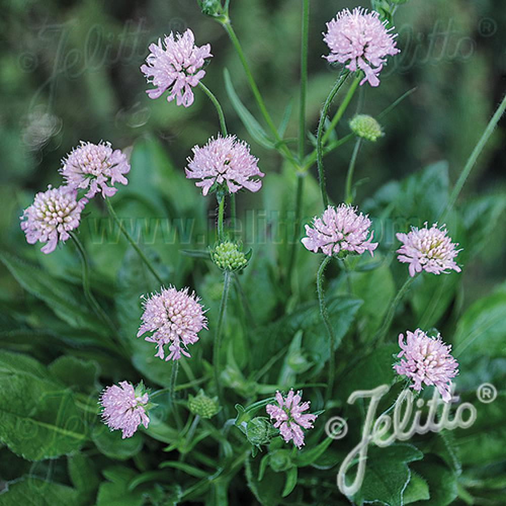 Plantes Vivaces KNAUTIA macedonica 'Midget Mauves' - Knautie de Macédoine -  Petite scabieuse de Macédoine en vente - Pépinière Lepage