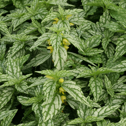 LAMIASTRUM galeobdolon 'Hermann's Pride' LAMIASTRUM galeobdolon 'Hermann's Pride'