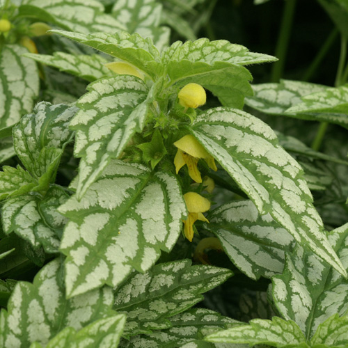 LAMIASTRUM galeobdolon 'Hermann's Pride' LAMIASTRUM galeobdolon 'Hermann's Pride'