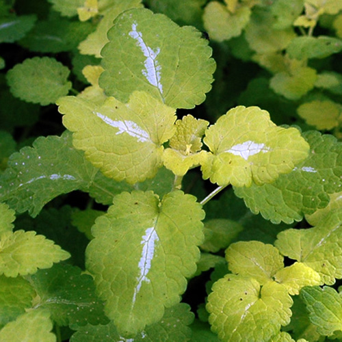LAMIUM maculatum 'Aureum' LAMIUM maculatum 'Aureum'