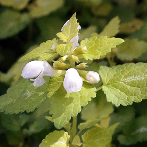 LAMIUM maculatum 'Aureum' LAMIUM maculatum 'Aureum'