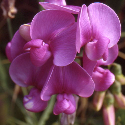 LATHYRUS latifolius 'Pink Pearl' LATHYRUS latifolius 'Pink Pearl'