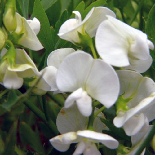 LATHYRUS latifolius 'White pearl' LATHYRUS latifolius 'White pearl'
