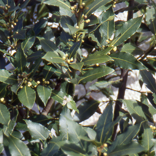 LAURUS nobilis LAURUS nobilis
