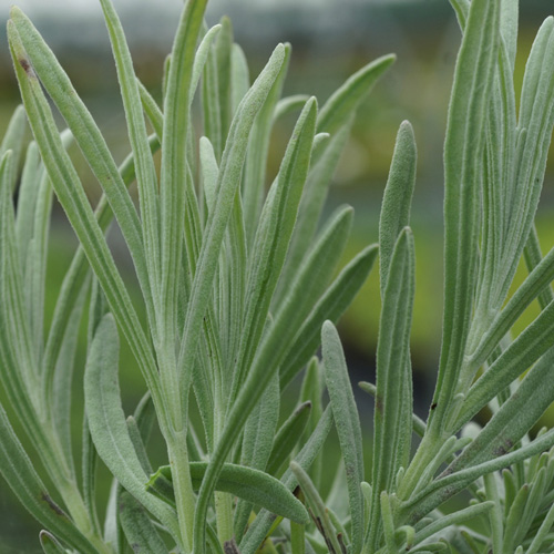 LAVANDULA angustifolia 'Nana Alba' LAVANDULA angustifolia 'Nana Alba'