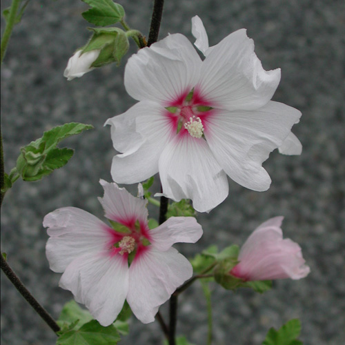LAVATERA 'Barnsley' LAVATERA 'Barnsley'