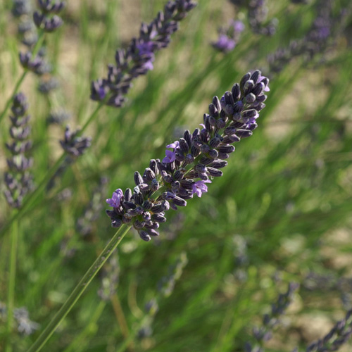 LAVANDULA 'Bleu des Collines' LAVANDULA 'Bleu des Collines'