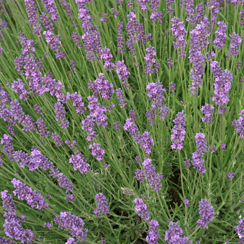 LAVANDULA intermedia (lavandin) LAVANDULA intermedia (lavandin)