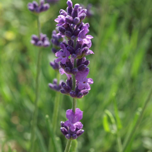 LAVANDULA intermedia (lavandin) LAVANDULA intermedia (lavandin)