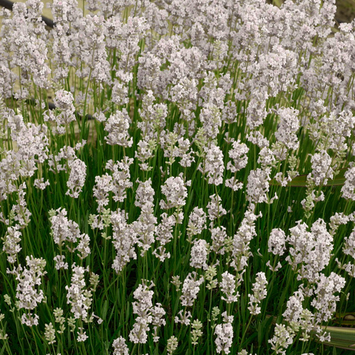 LAVANDULA intermedia 'Edelweiss' LAVANDULA intermedia 'Edelweiss'
