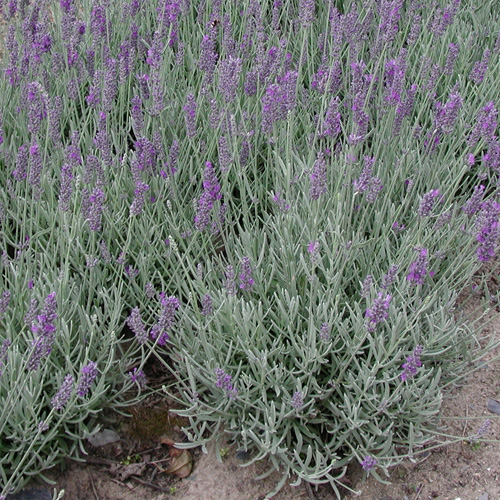 LAVANDULA 'Richard Gray' LAVANDULA 'Richard Gray'