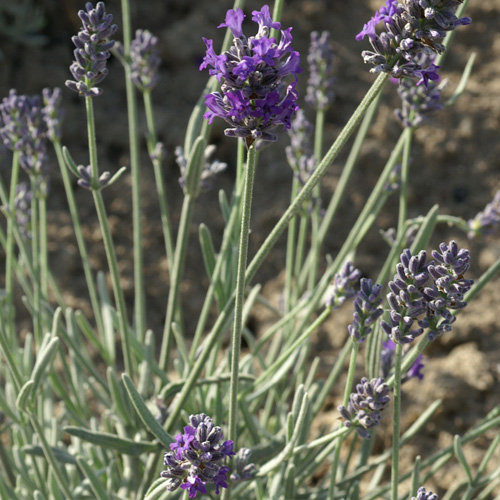 LAVANDULA 'Richard Gray' LAVANDULA 'Richard Gray'
