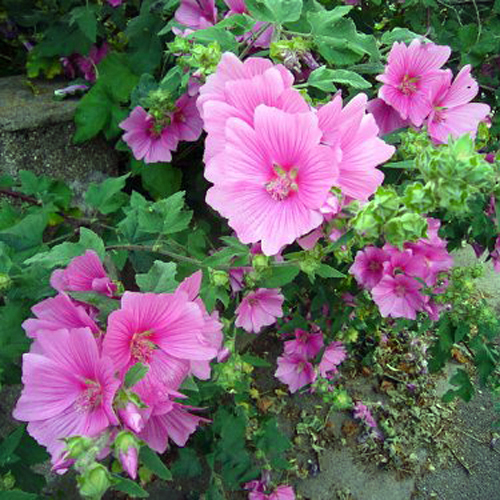 LAVATERA thuringiaca LAVATERA thuringiaca