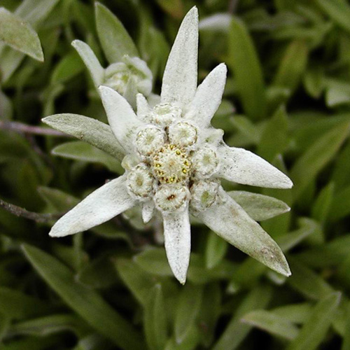 Plantes Vivaces LEONTOPODIUM alpinum - Edelweiss - étoile des neiges en  vente - Pépinière Lepage