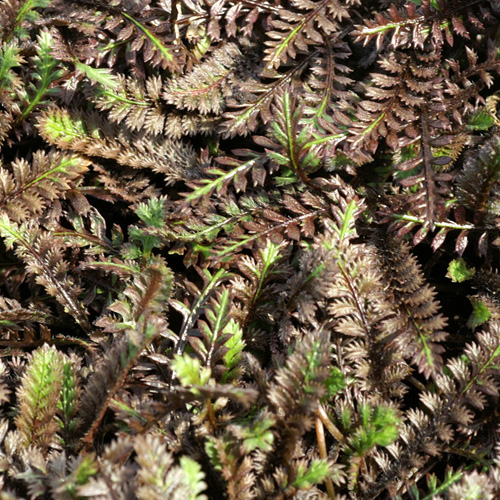 LEPTINELLA squalida 'Platt's Black' LEPTINELLA squalida 'Platt's Black'