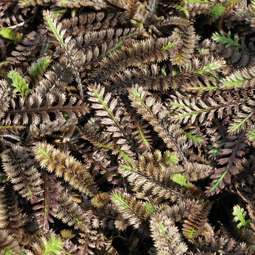 LEPTINELLA squalida 'Platt's Black' LEPTINELLA squalida 'Platt's Black'