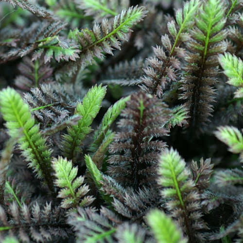 LEPTINELLA squalida 'Platt's Black' LEPTINELLA squalida 'Platt's Black'
