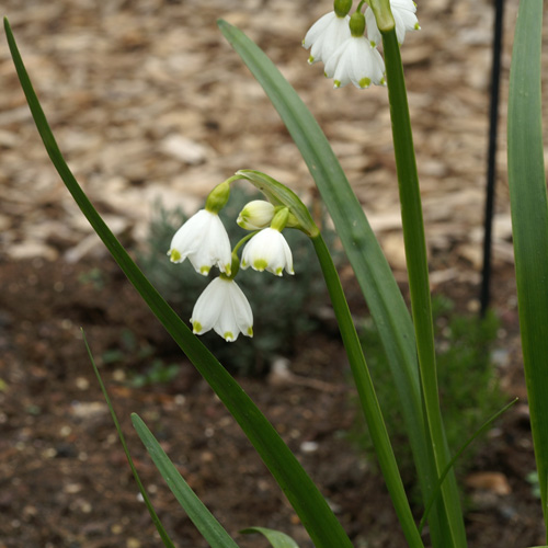 Bulbes LEUCOJUM aestivum 'Gravetye Giant' - Nivéole en vente - Pépinière  Lepage